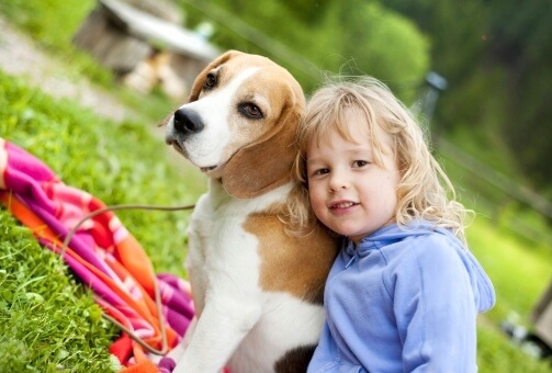 Beagle com criança