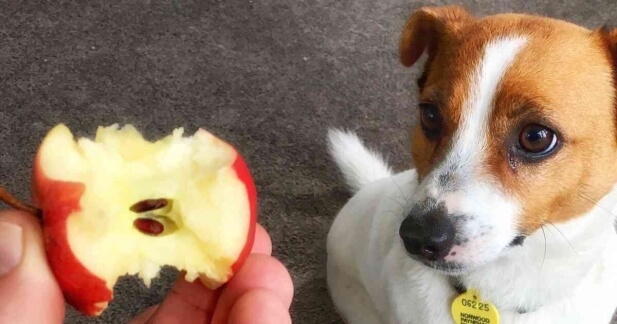 cachorro comendo maçã