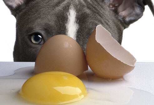 cachorro comendo ovo