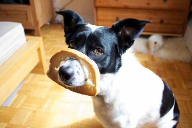 cachorro comendo pão de forma