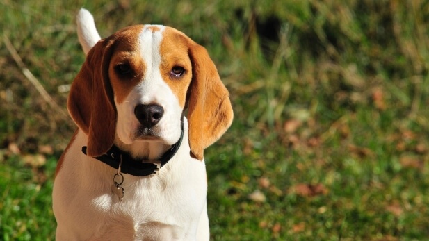 cachorro da raça beagle