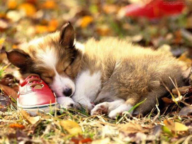 cachorro deitado na grama seca