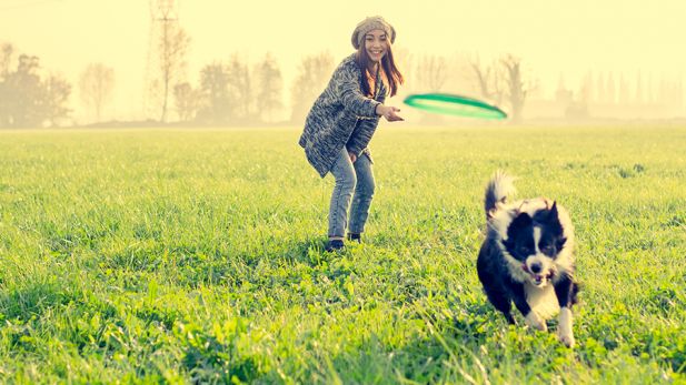 cachorro pegando frisbee