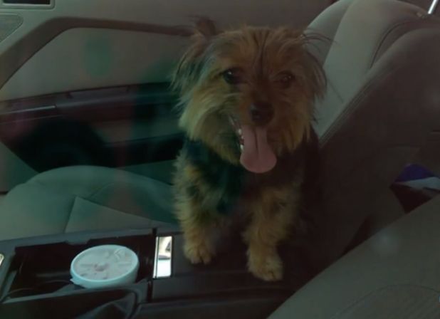 cachorro preso em carro