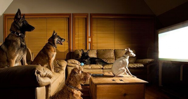 cachorros assistindo tv