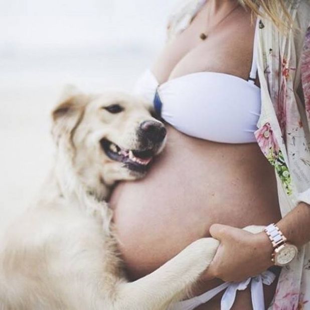 cachorros sentem gravidez da dona