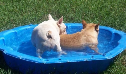 cães na piscina