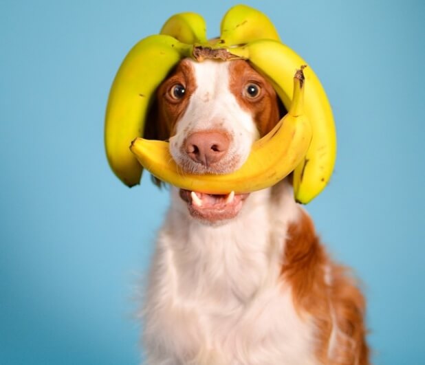 cuidados ao dar banana para cachorro