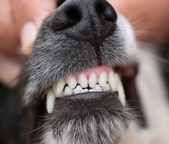 dente de cachorro