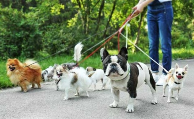 passeador de cães - dog walker
