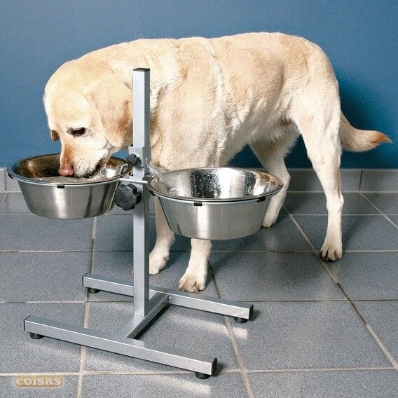 vasilha de água e comida para cachorro