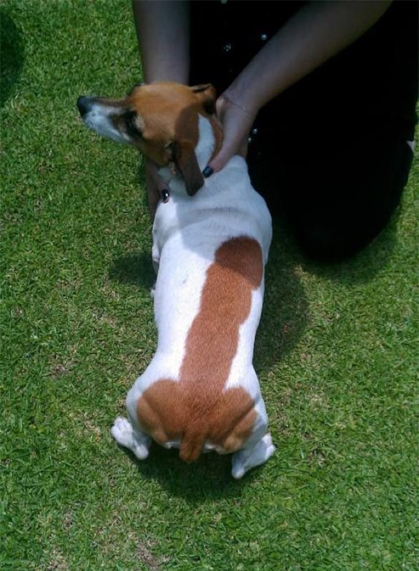 cão com mancha em formato de penis