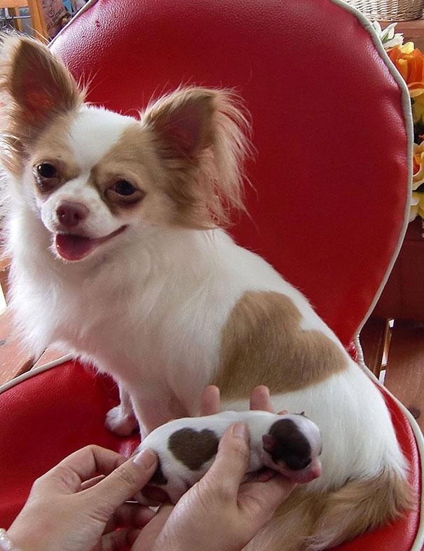 cão e filhote com mancha em formato de coração