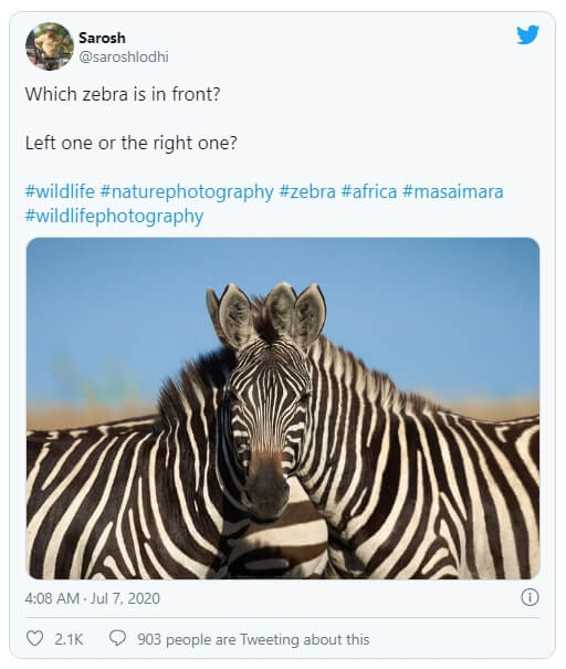 ilusão de ótica com duas zebras