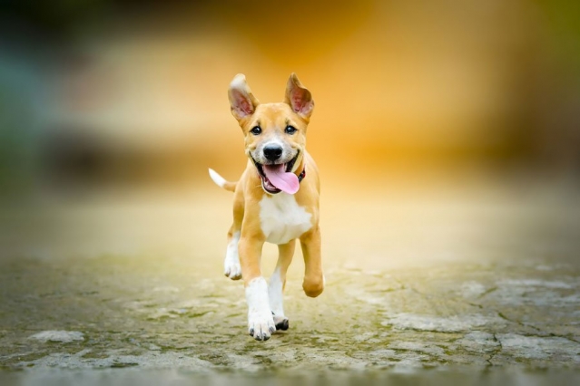 filhote de cachorro correndo sorrindo
