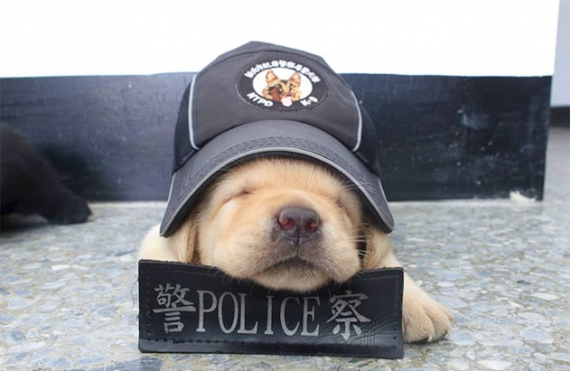 filhote de cachorro dormindo na policia