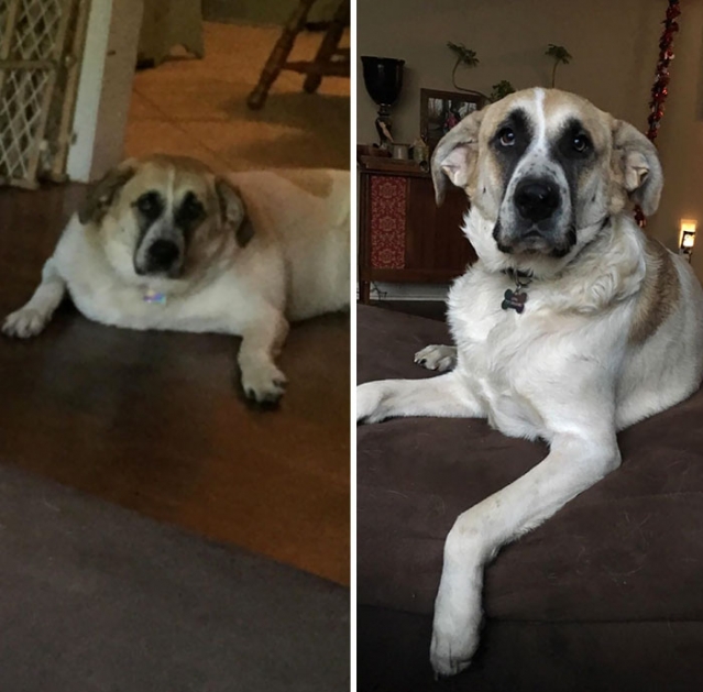 Cachorro obeso e depois magro