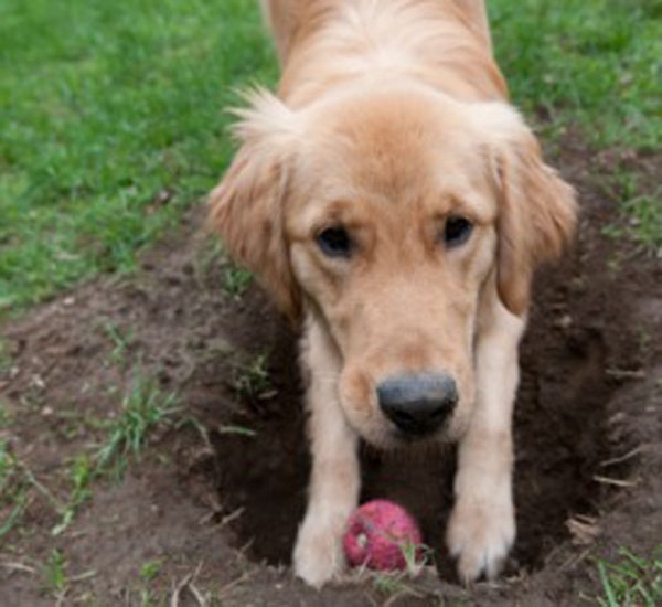 cachorro enterrando bola