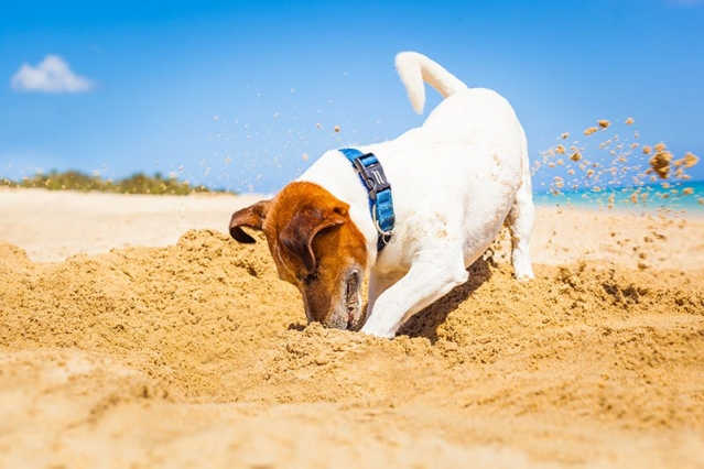 cachorro cavando na praia