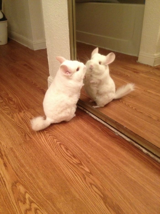 rato  se olhando no espelho