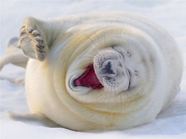 foca branca sorrindo