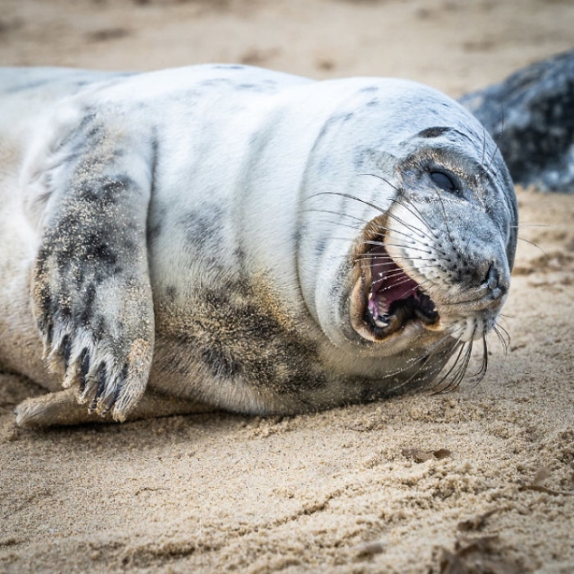 foca sorrindo na areia