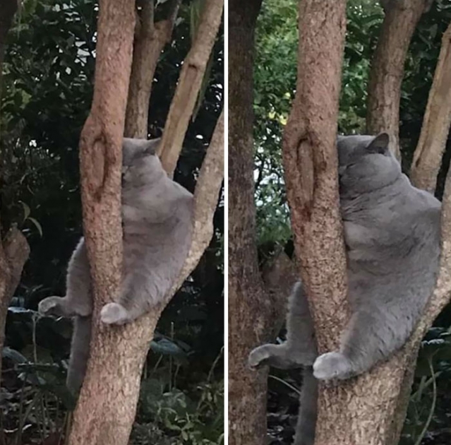 gato cinza dormindo na árvore