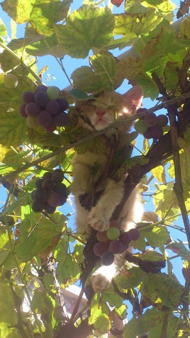 gato dormindo na árvore de uva