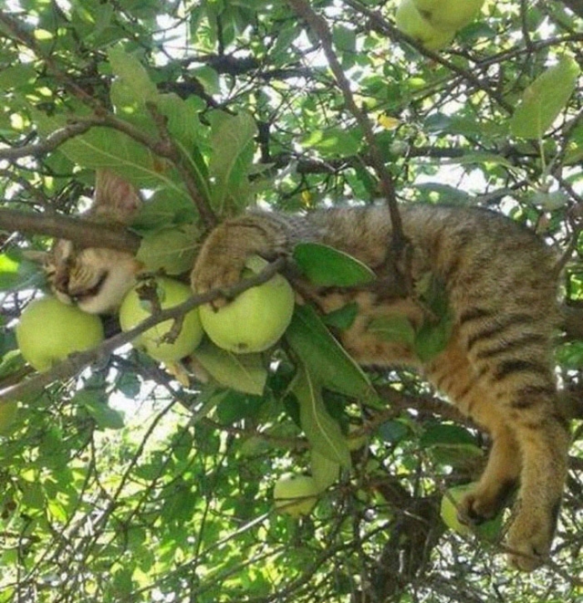gato dormindo na árvore