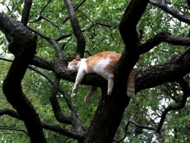 gato branco e laranja dormindo na árvore