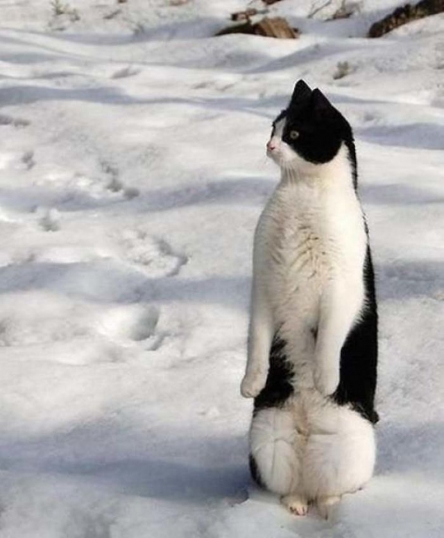 gato preto e branco de pé