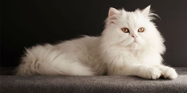 gato Persa branco