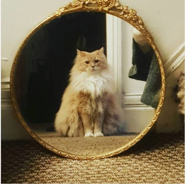 gato se olhando no espelho