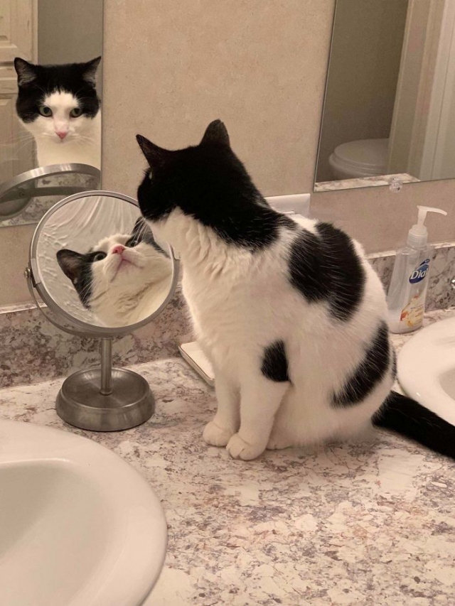 gato preto e branco se olhando no espelho