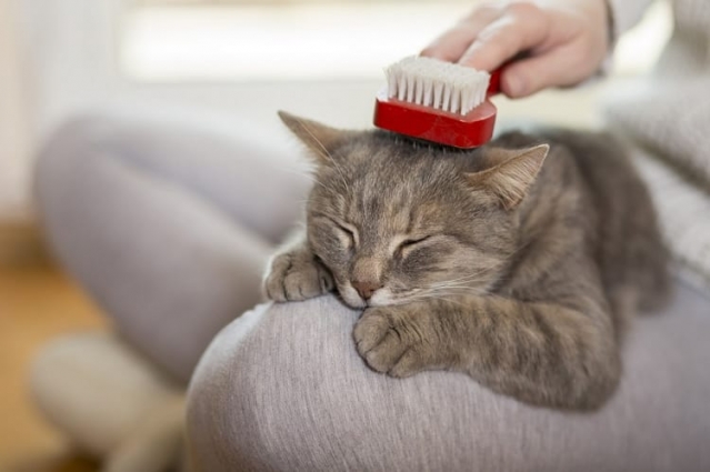 gato sendo escovado