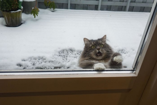 gato com rosto assustado na neve