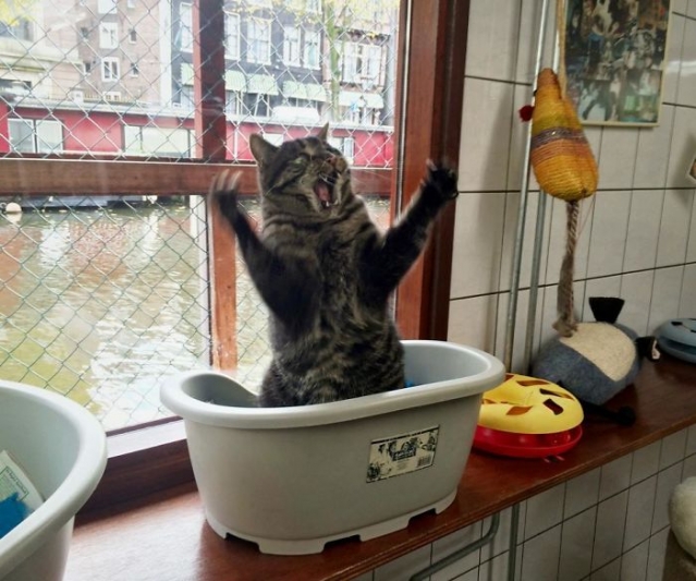 gato tomando banho