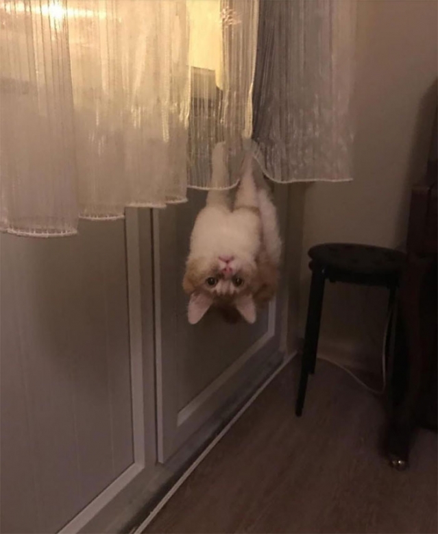gato na cortina