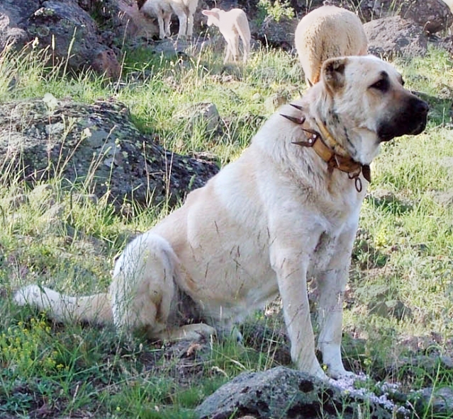 Cachorro Kangal Turco