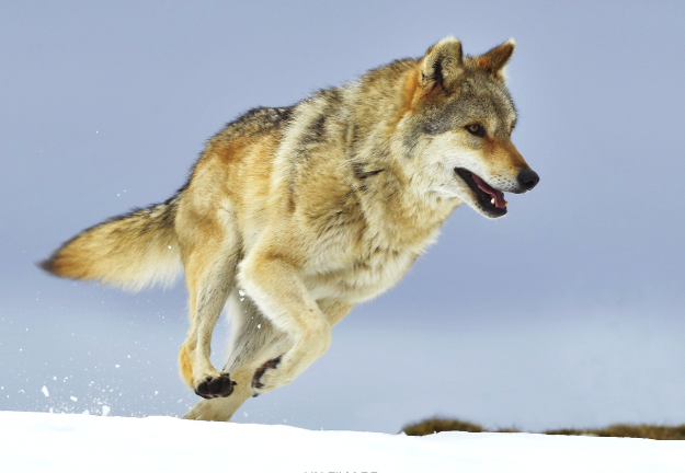 lobo correndo na neve