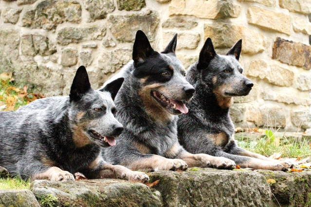 três Cães de Gado Australiano deitados