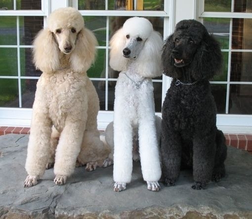Três Poodles gigantes sentados