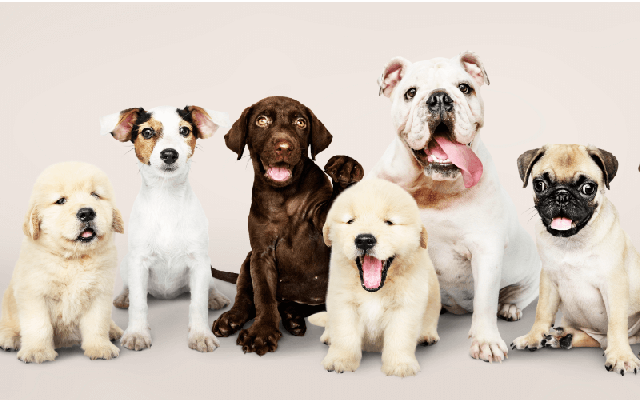 cães de varias raças