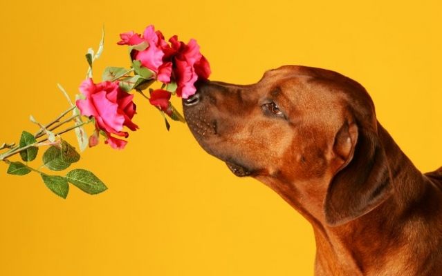 cachorro cheirando flor