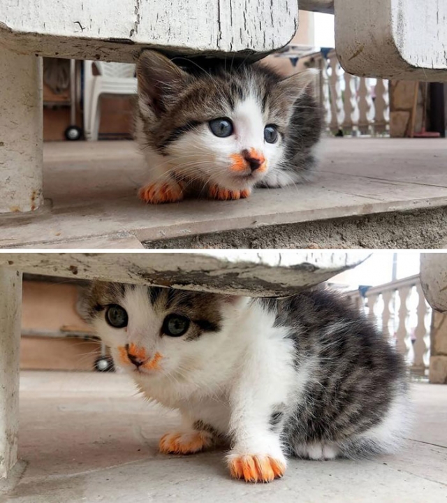 gato com nariz laranja