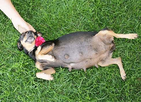 Como identificar uma gravidez psicológica em cães