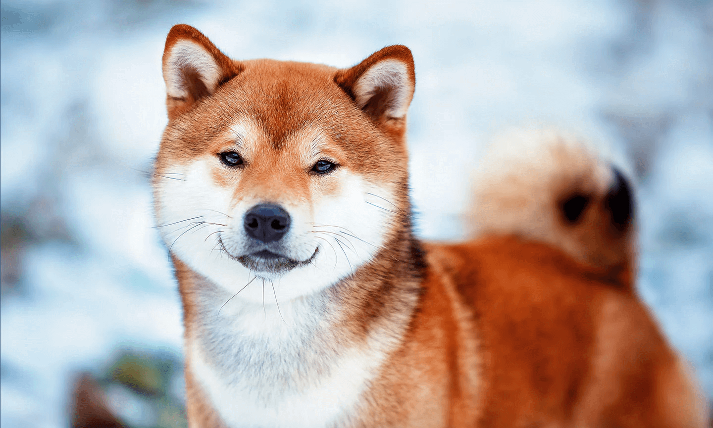 Shiba Inu Address First Republic Craigslist