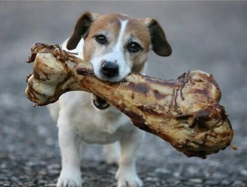 Descubra se é correto dar osso para cachorro