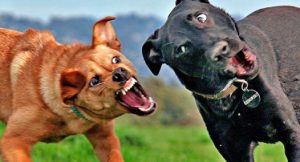 4 maneiras para separar cachorros brigando
