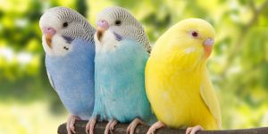 As 5 melhores raças de pássaros para se ter em casa